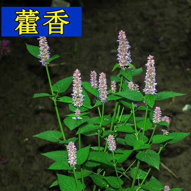 野生要用特菜【藿香草种子】花色鲜艳 食味鲜美 败火100粒