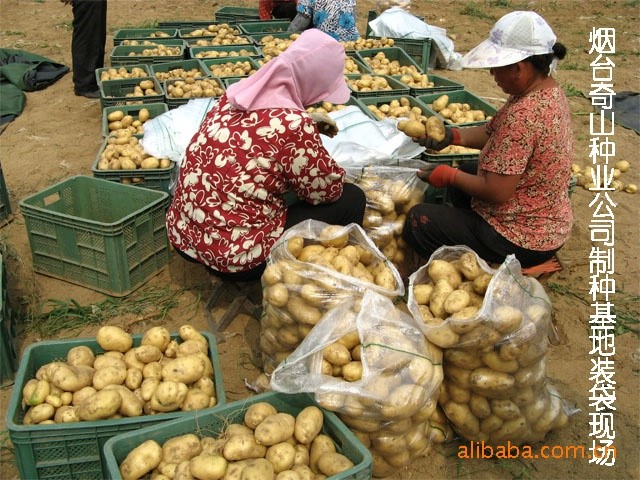 批发费乌瑞它土豆种子 好品种 量 高品质栽培就选荷兰7号