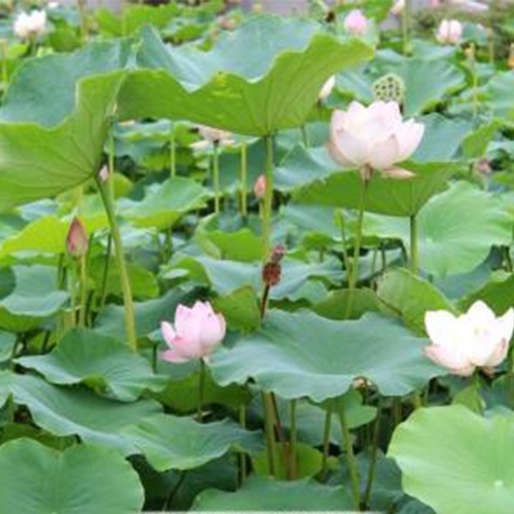 种植基地批发池塘花卉成品荷花 池塘莲藕荷花水生植物种植工程