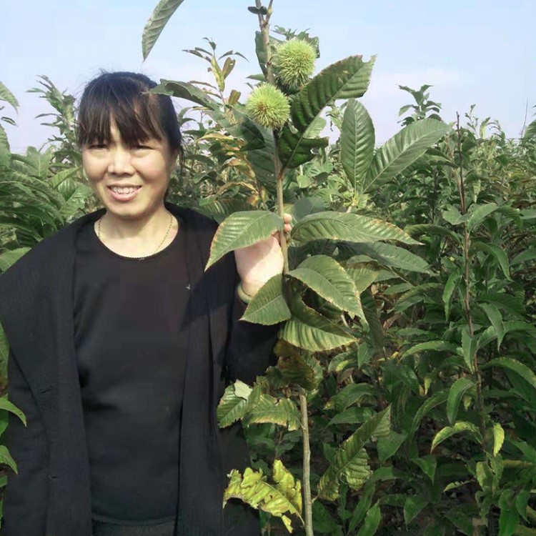 板栗树苗嫁接果树苗南方北方种植盆栽地栽大红袍板栗子苗当年结果