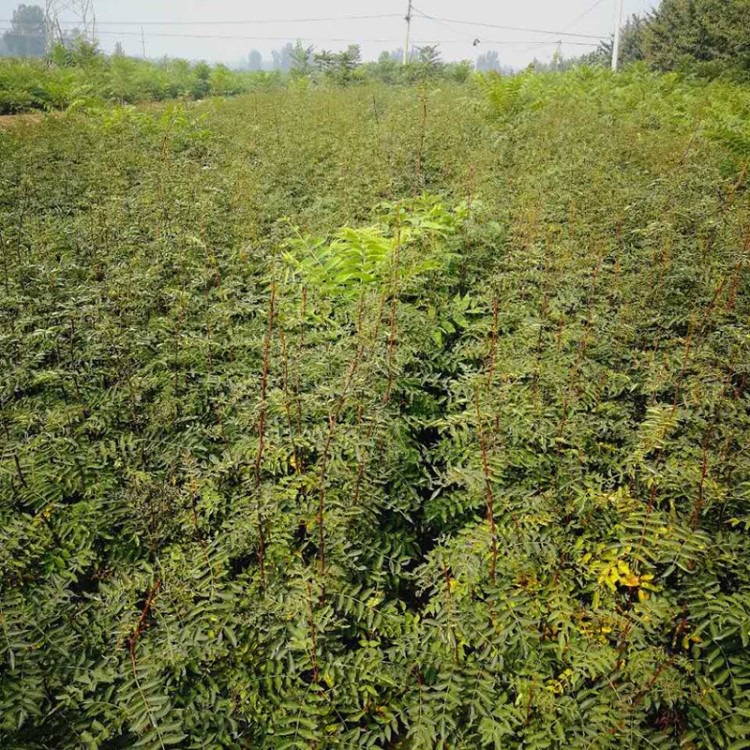 出售贵阳花椒苗 品种花椒苗 贵州地区种植花椒苗