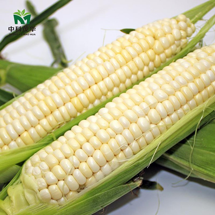 中科茂华蔬菜种子鲜食糯玉米种子中科美糯玉米种子万糯2000