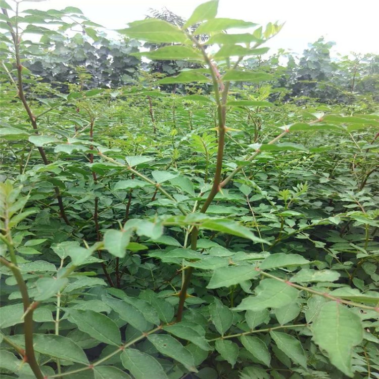 苗圃销售果树苗.四川种植的九叶青花椒苗易成活当年结果