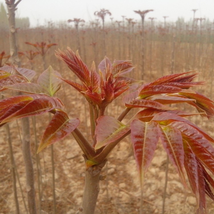 香椿树苗 矮化香椿苗 大棚专用红油香椿树苗 基地大量批发