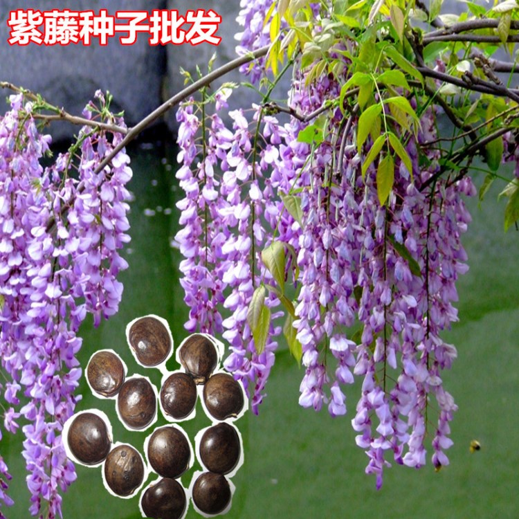 紫藤花种子爬藤植物藤萝朱藤黄环种子重瓣紫藤花苗花卉种子批发