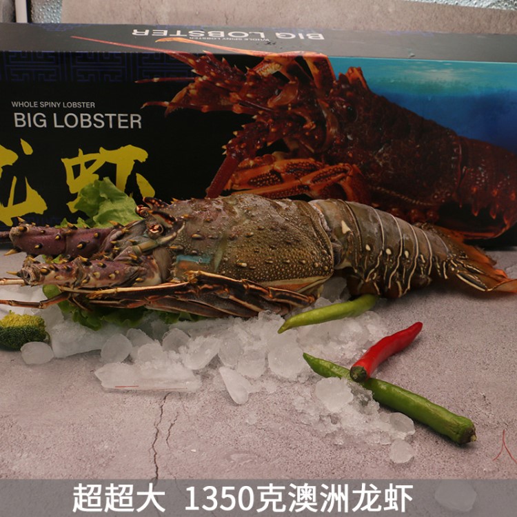 食邦人 澳洲青龙虾生冻活冻 1350g 3斤超大龙虾海鲜年货礼盒