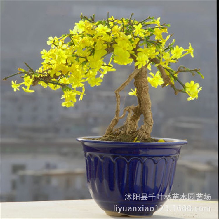 迎春花盆栽 精品提根造型盆景树桩 小叶虎蹄迎春室内盆景绿植盆栽