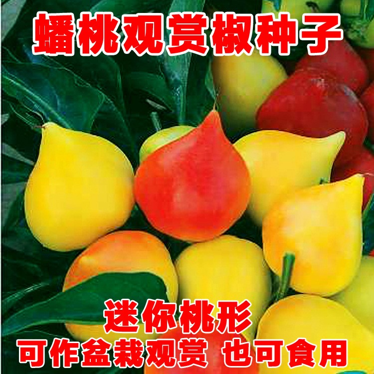 蟠桃观赏椒 盆栽观赏椒 辣椒种子 食用观果迷你桃形 20粒装