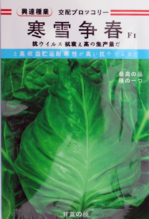 【寒雪争春】早春栽培牛心甘蓝种子 包心菜 春秋 冬性好越冬甘蓝