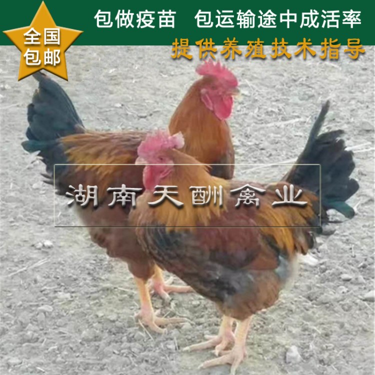 批发大种鸡苗 快大麻鸡苗 快大黄脚麻鸡苗 九斤红鸡苗 成活率高