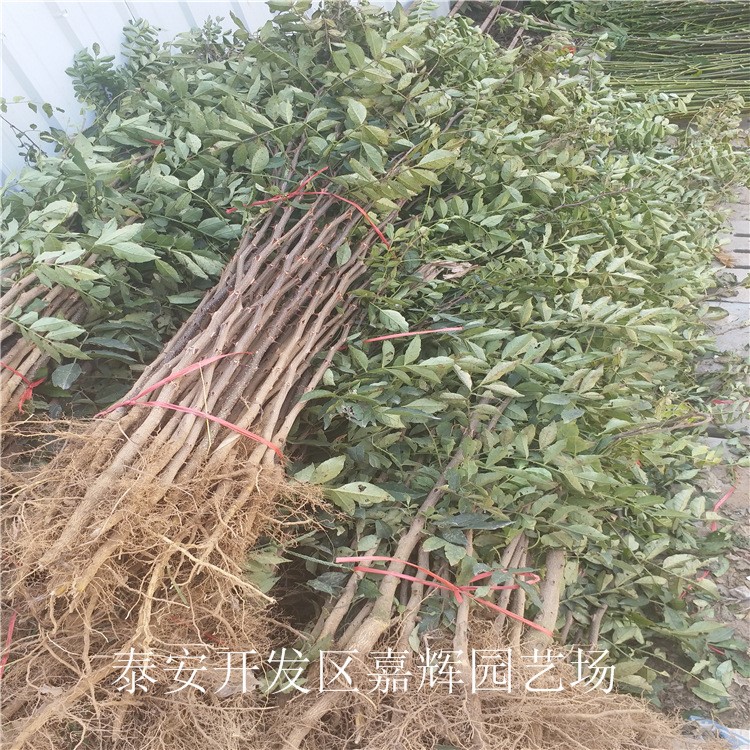 基地直销花椒苗  花椒树苗批发包邮 品种是九叶青 大红袍等