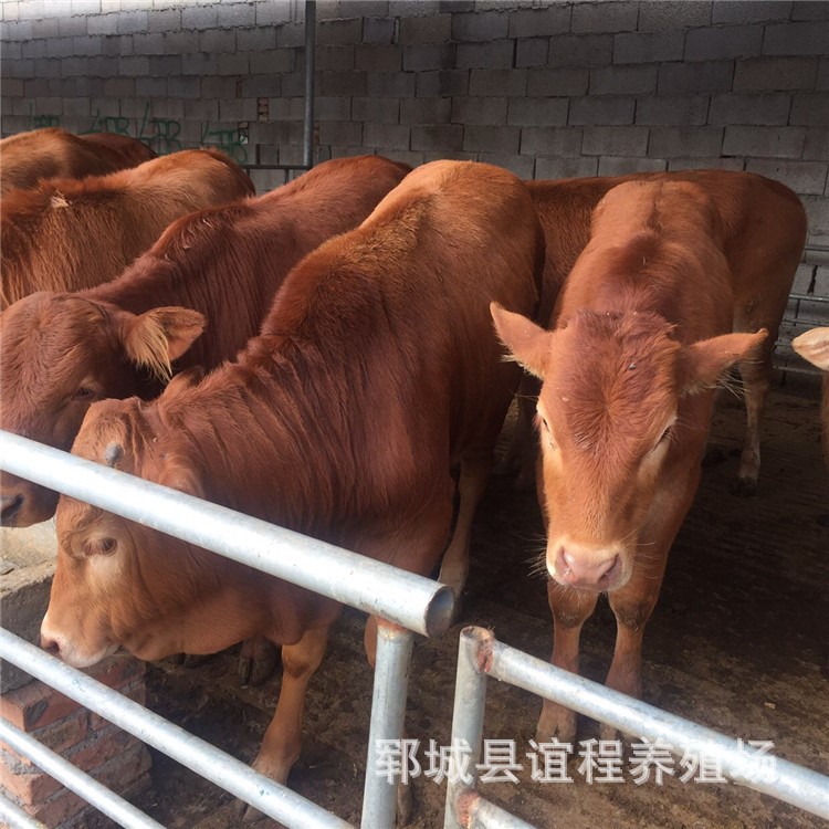 鲁西黄牛 小牛犊繁育 内蒙古肉牛 江西肉牛养殖场 量大包邮