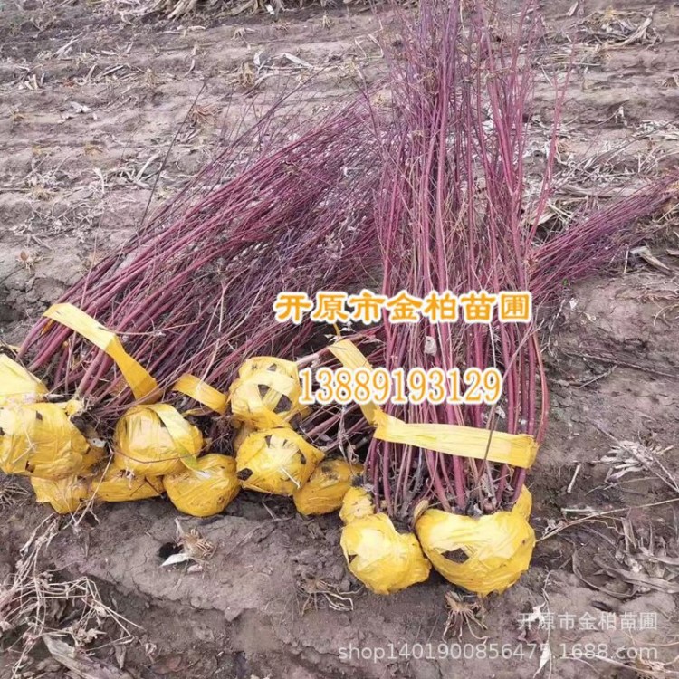 开原苗圃直供 红瑞木工程苗 偃伏莱木 播种小苗 灌丛绿篱植物批发