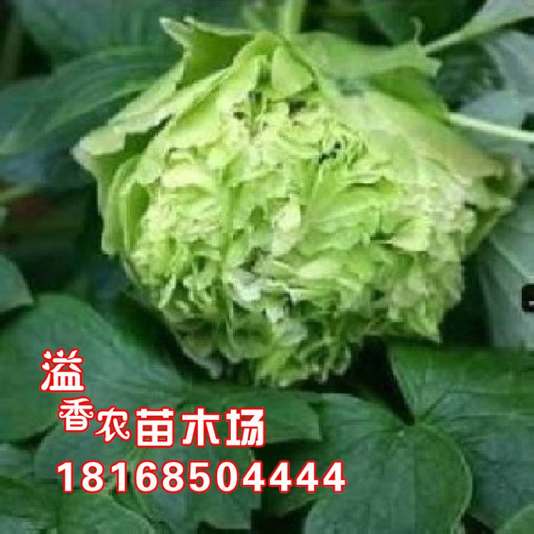 豆绿牡丹苗厂家直销豆绿牡丹 菏泽牡丹 牡丹花苗 盆栽牡丹