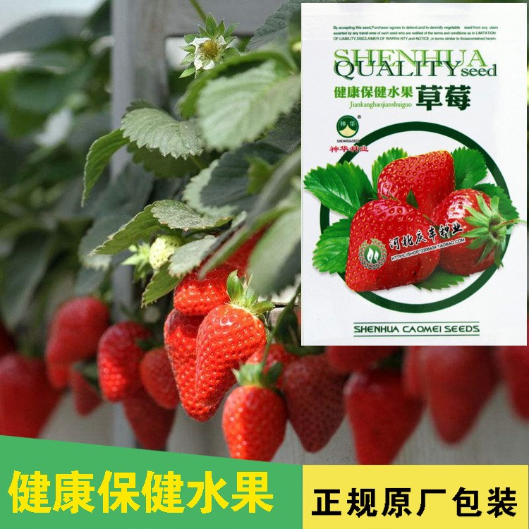 包邮蔬菜水果四季奶油草莓种子草莓种籽套餐阳台室内盆栽50粒