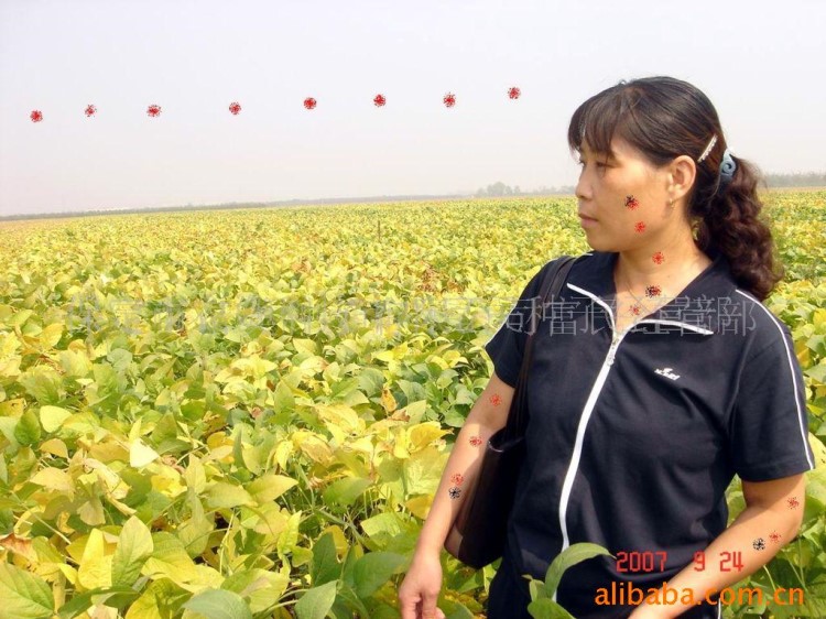 农物种子 大豆黄豆 大豆种子 菏豆15号