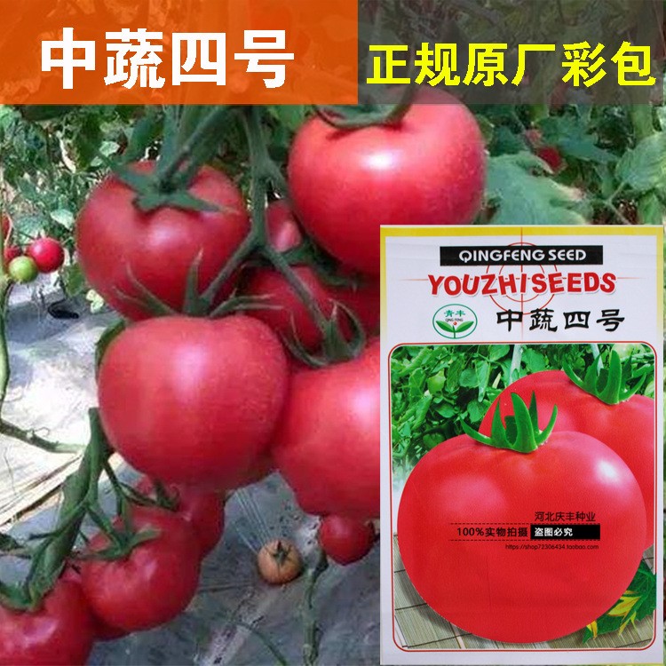 中蔬四号 蔬菜种子 大番茄 阳台盆栽果蔬庭院种植菜籽 西红柿种子