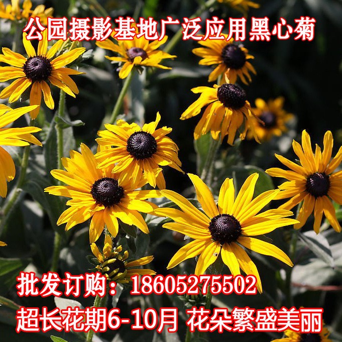 供应黑心菊种子黑心金光菊黑眼菊金鸡菊黄色小菊花种籽草本植物