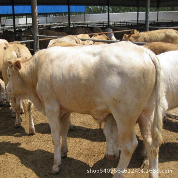 吉林肉牛养殖场 育肥西门塔尔牛夏洛莱牛犊价格