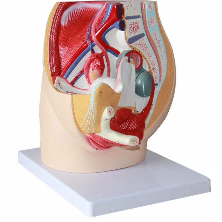 津堰生产人体女性盆腔矢状切面模型女性女性内外器官模型子宫模型