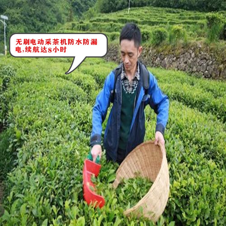 新款BLDC采茶机生产厂家 荣凯800型电动采茶机无刷智能单人摘茶机