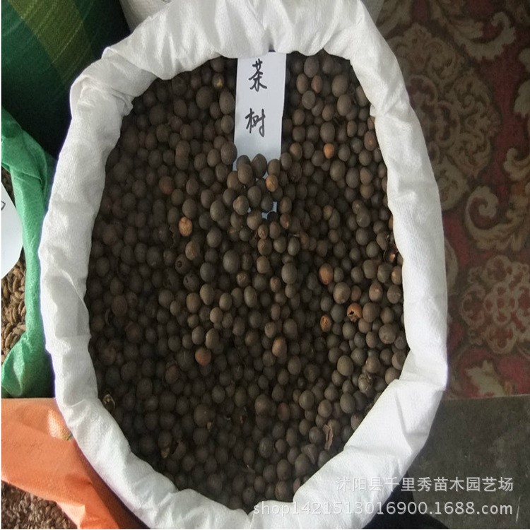 新种子批发 茶树种子 茶树苗种植 花草种子 包发芽 送种植技术