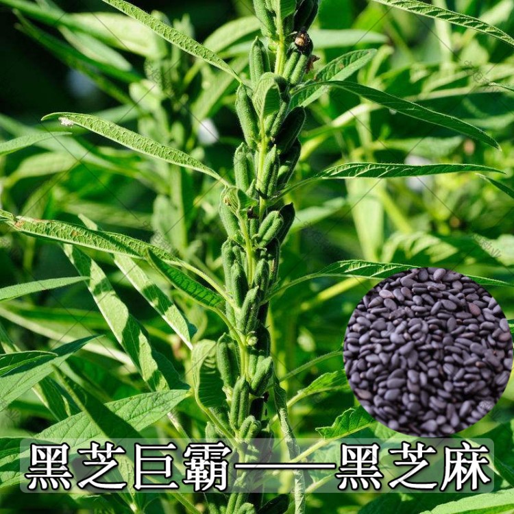 黑芝麻种子 白芝麻种子春季播种蔬菜种子高油花种子阳台