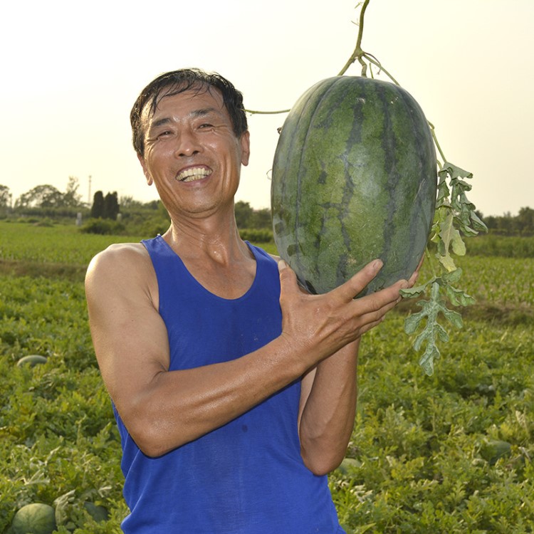 中科茂华蔬菜水果种子烈日懒汉西瓜种子抗重茬大果型抗病種籽
