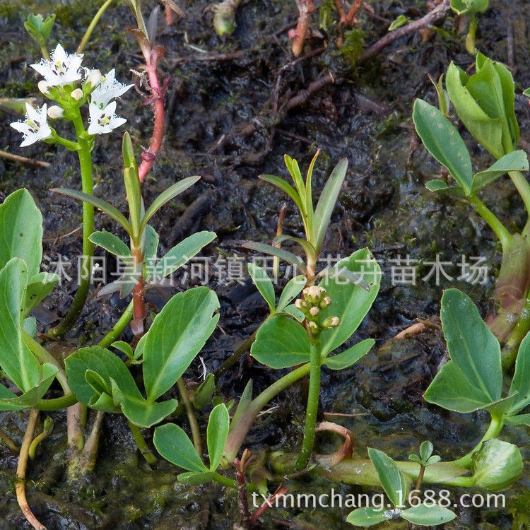 睡菜 水生植物批发 水体湿地绿化 别名 绰菜 瞑菜