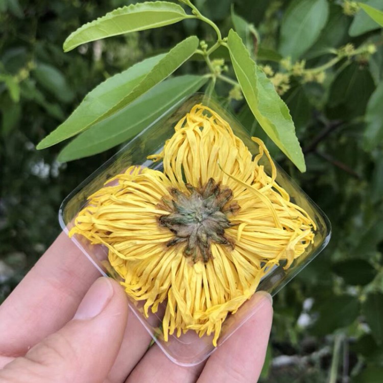 特级柠檬雪菊枸杞胎贡花草茶金丝皇菊一朵一杯修水皇菊花茶黄菊