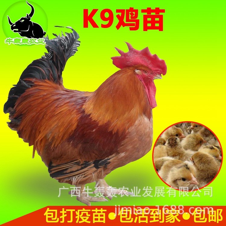 k9鸡苗批发红玉鸡苗活体包邮麻鸡快大三黄红羽青脚绿壳乌骨土鸡苗