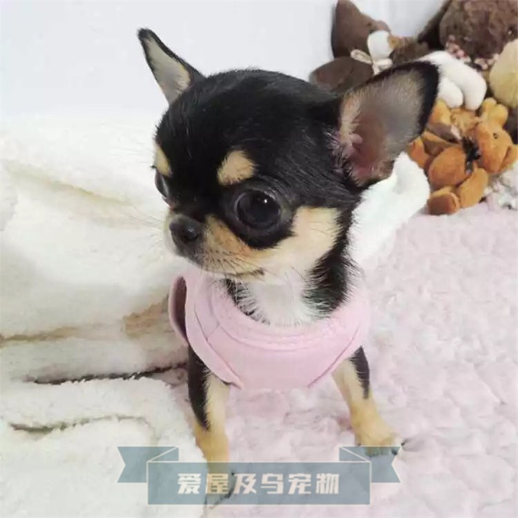 吉娃娃犬 迷你型茶杯型长不吉娃娃 狗狗活体宠物吉娃娃幼犬苹果头