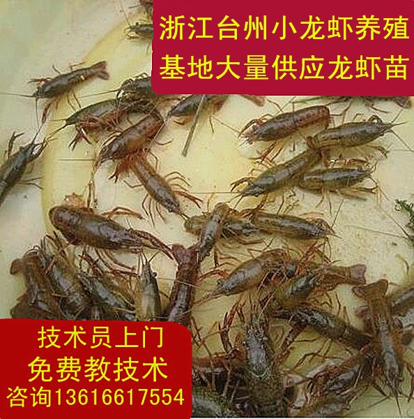 浙江淡水龙虾苗批发 小龙虾种苗供应 种虾 小龙虾苗幼虾销售