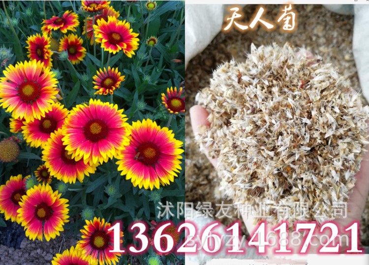 批发黑心菊   黑心菊种子 草花籽  天人菊等【精品】