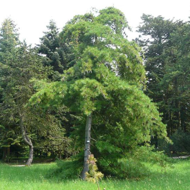 长期批发供应华山松枝叶强壮 根系发达易成活树形端正华山松