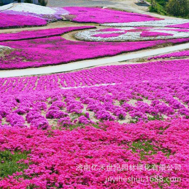 工程草花花籽 福禄考 混色花卉种子 景观花海建设花种