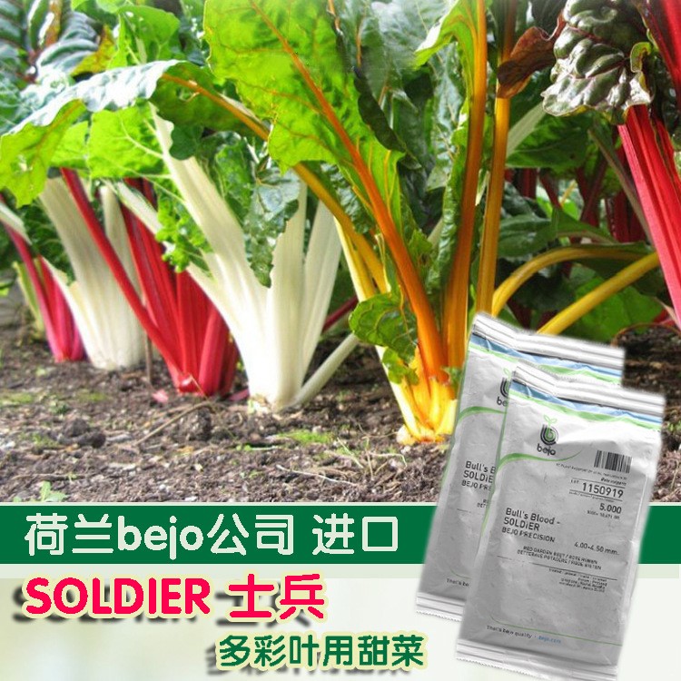 叶甜菜种子金叶红叶紫黄叶甜菜种子叶用红甜菜红梗菜红叶菠菜种子