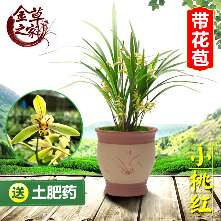 兰花苗 小桃红 建兰四季兰金边浓香好养绿植花卉兰花 夏季带花苞