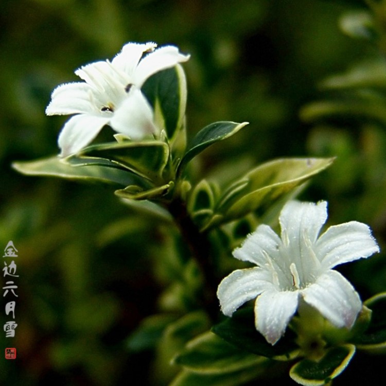 艺松批发绿化花苗 金边六月雪小苗 园林绿化六月雪苗货足价优