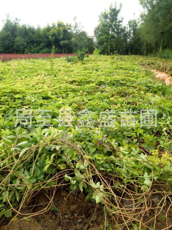 供应爬山虎/五叶地锦 陕西攀援植物爬山虎价格/西安爬山虎基地