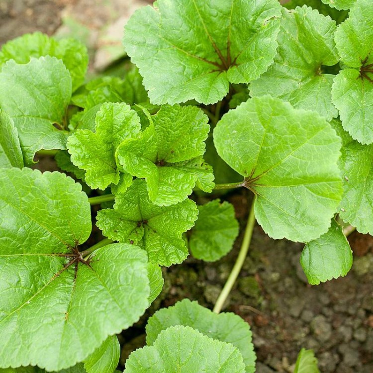 马蹄叶野生马蹄草东北特产北橐吾山野菜特种蔬菜种子种苗四季包邮