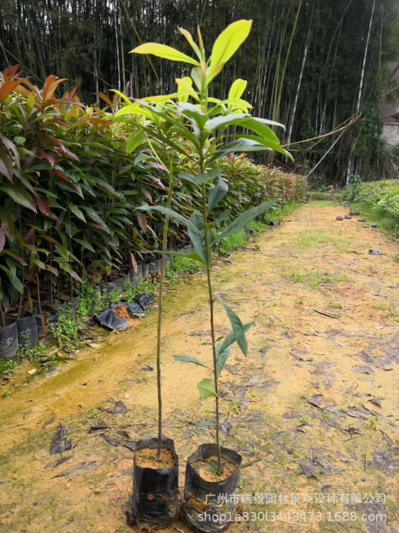 木荷苗荷木种苗基地直供 常绿乔木苗圃直供园林批发