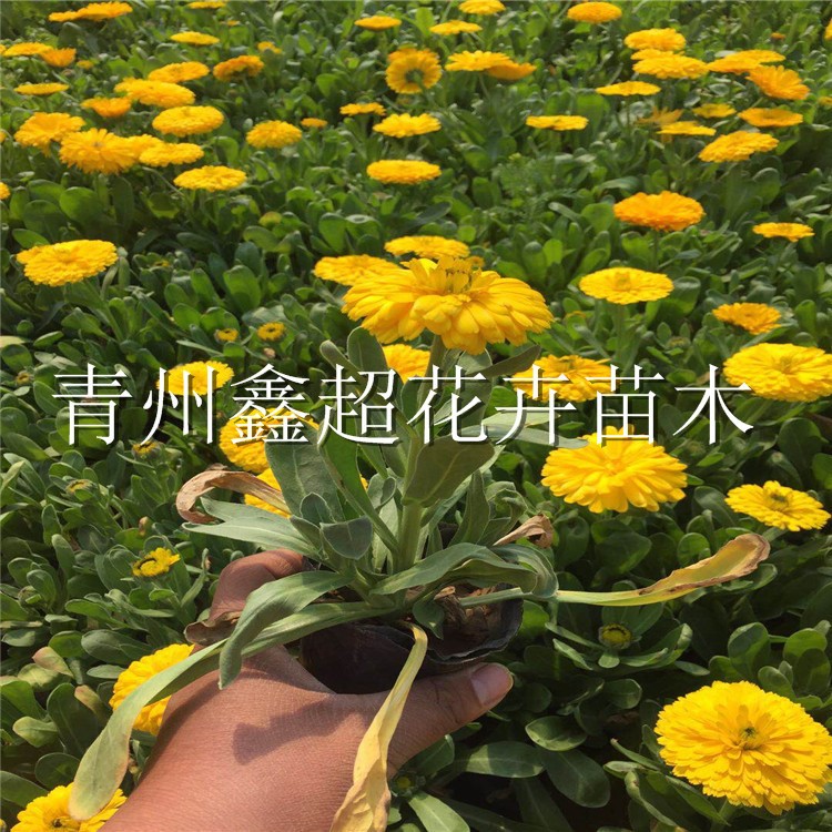 时令花卉金盏菊 营养钵金盏花 花坛造型草花供应