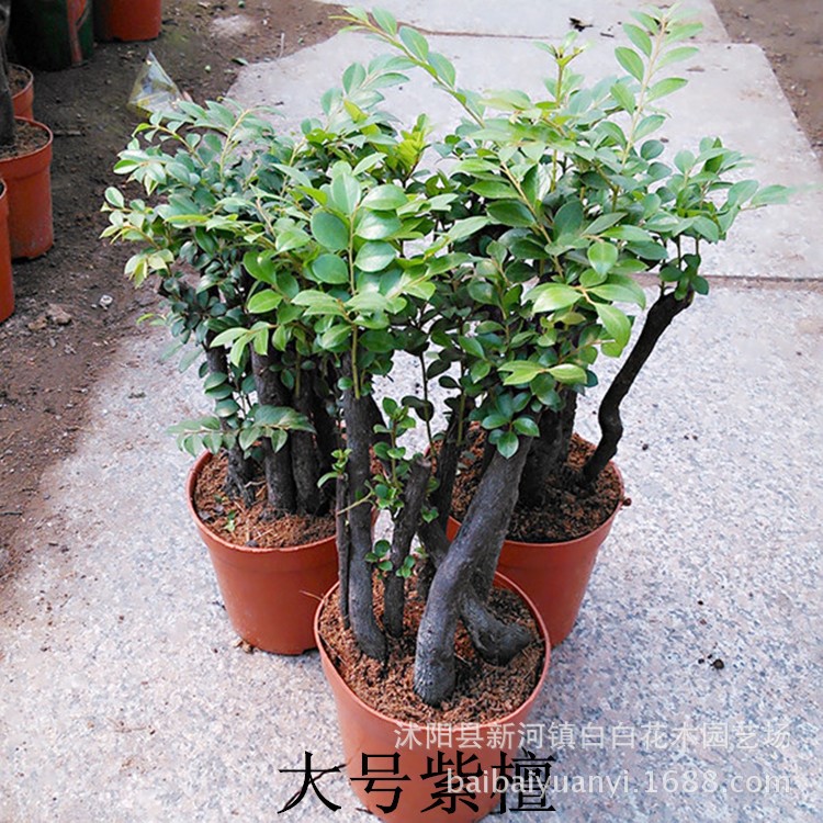 盆栽四季常青植物名贵花木 紫檀树桩小叶紫檀木盆景净化空气