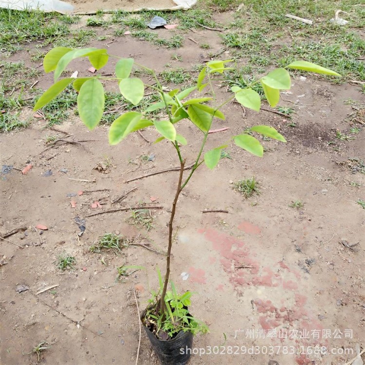 苗圃直销大红酸枝苗庭院盆栽名贵木材树绿色植物花卉盆栽