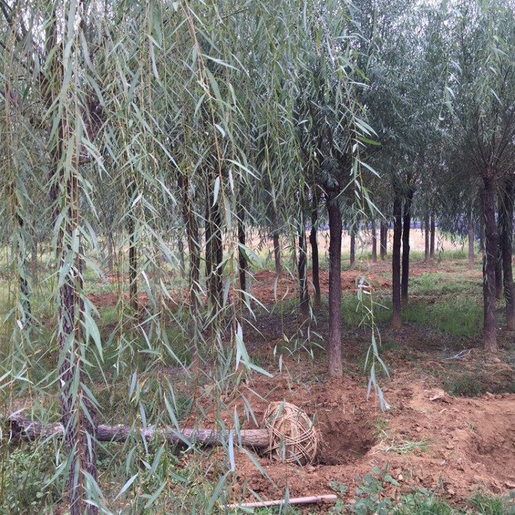 大量出售柳树 自家苗圃供应 移栽垂柳 价格好好规格