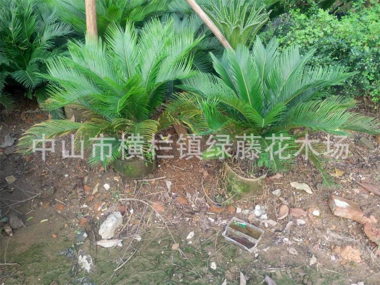 供应i园林绿化景观设计种植小区厂区养护工程花木铁场苏铁