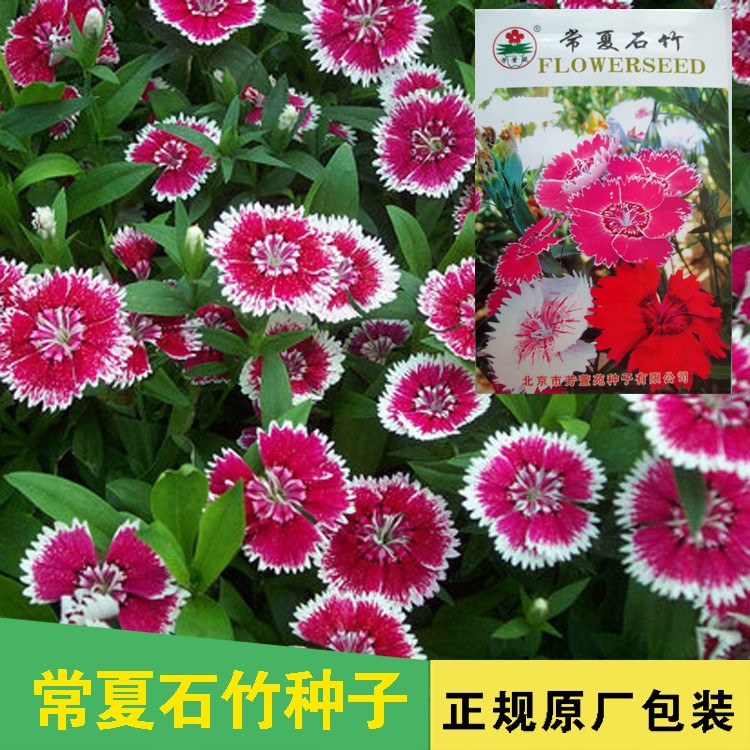 盆栽花卉种子 宿根常夏石竹种子 阳台四季播易种花草种子耐热耐寒