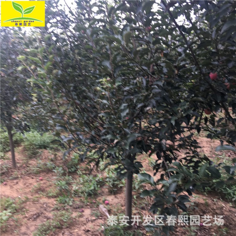 出售锦绣海棠树  绿化观赏植物  果子食用  5  6 7 8公分鸡心果树