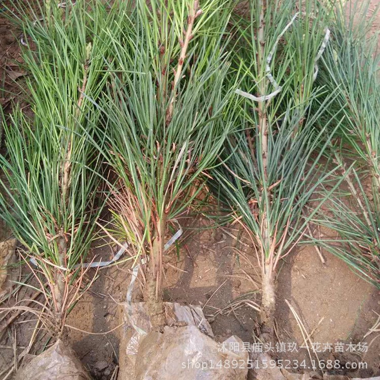 苗木批发白皮松树 园林花卉植物常绿乔木绿植规格白皮松树苗